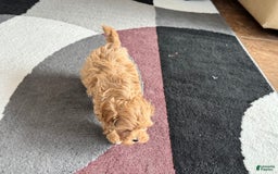 Maltipoo dogs for sale: Gordon - Image 5