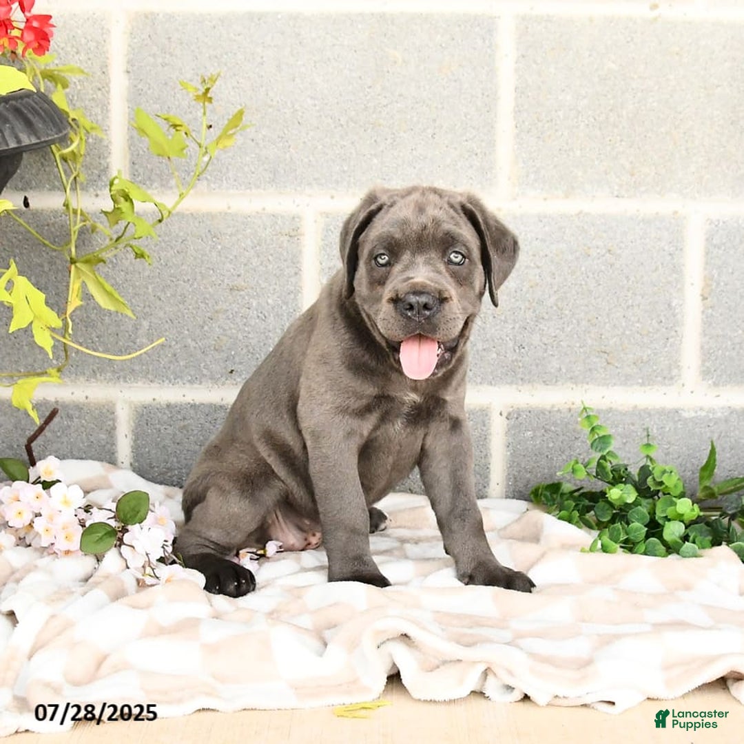 Cane Corso dogs for sale: Iris - Image 8