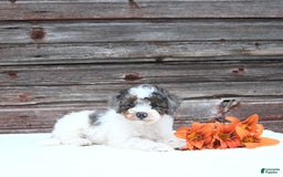 Miniature Poodle dogs for sale: Mac - Image 2