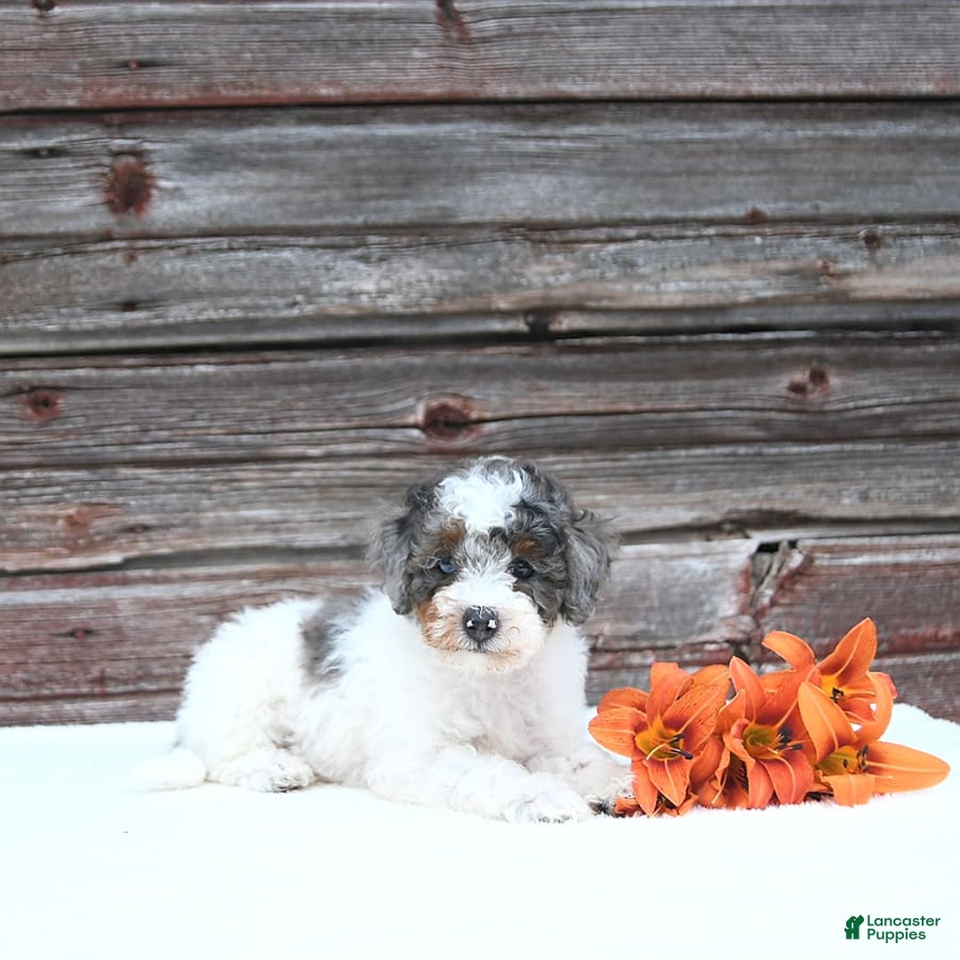 Miniature Poodle dogs for sale: Mac - Image 2