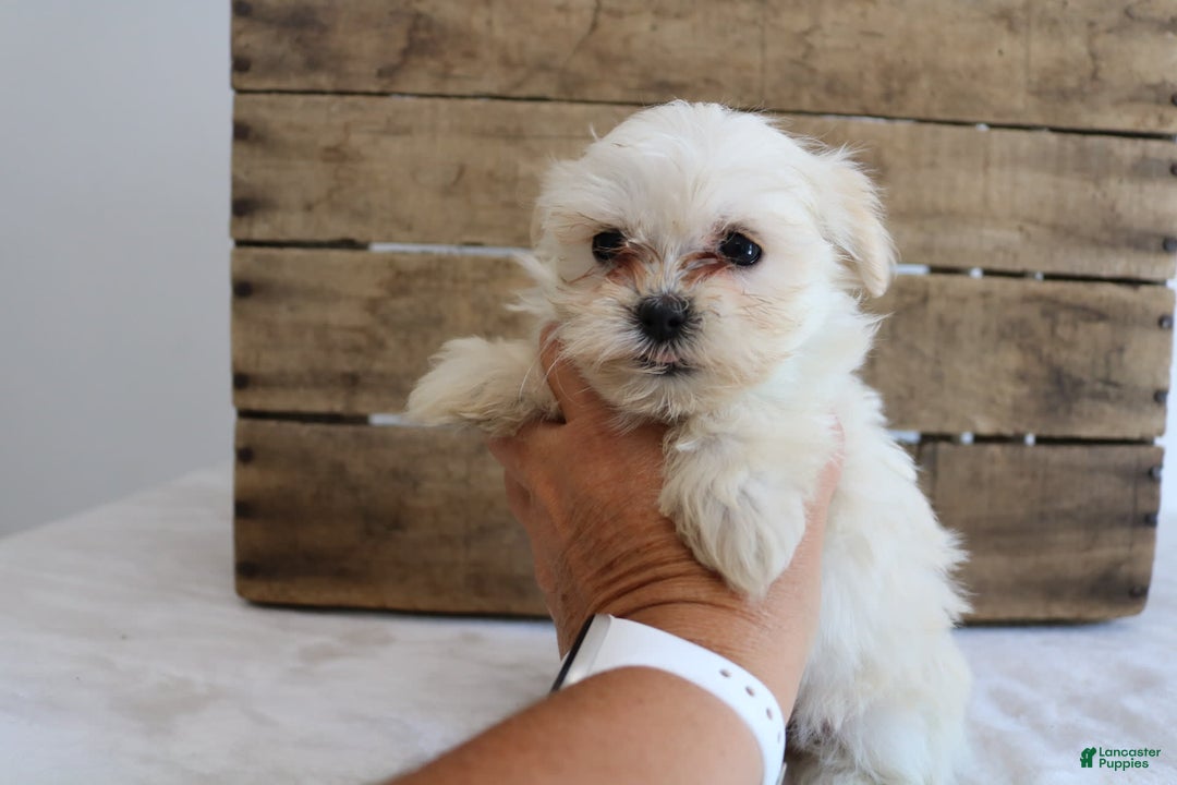 Teddy Bear dogs for sale: Kammy - Image 3