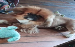 Pekingese dogs for sale: Skippy - Image 13
