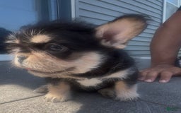 French Bulldog dogs for sale: Hay Wire - Image 7