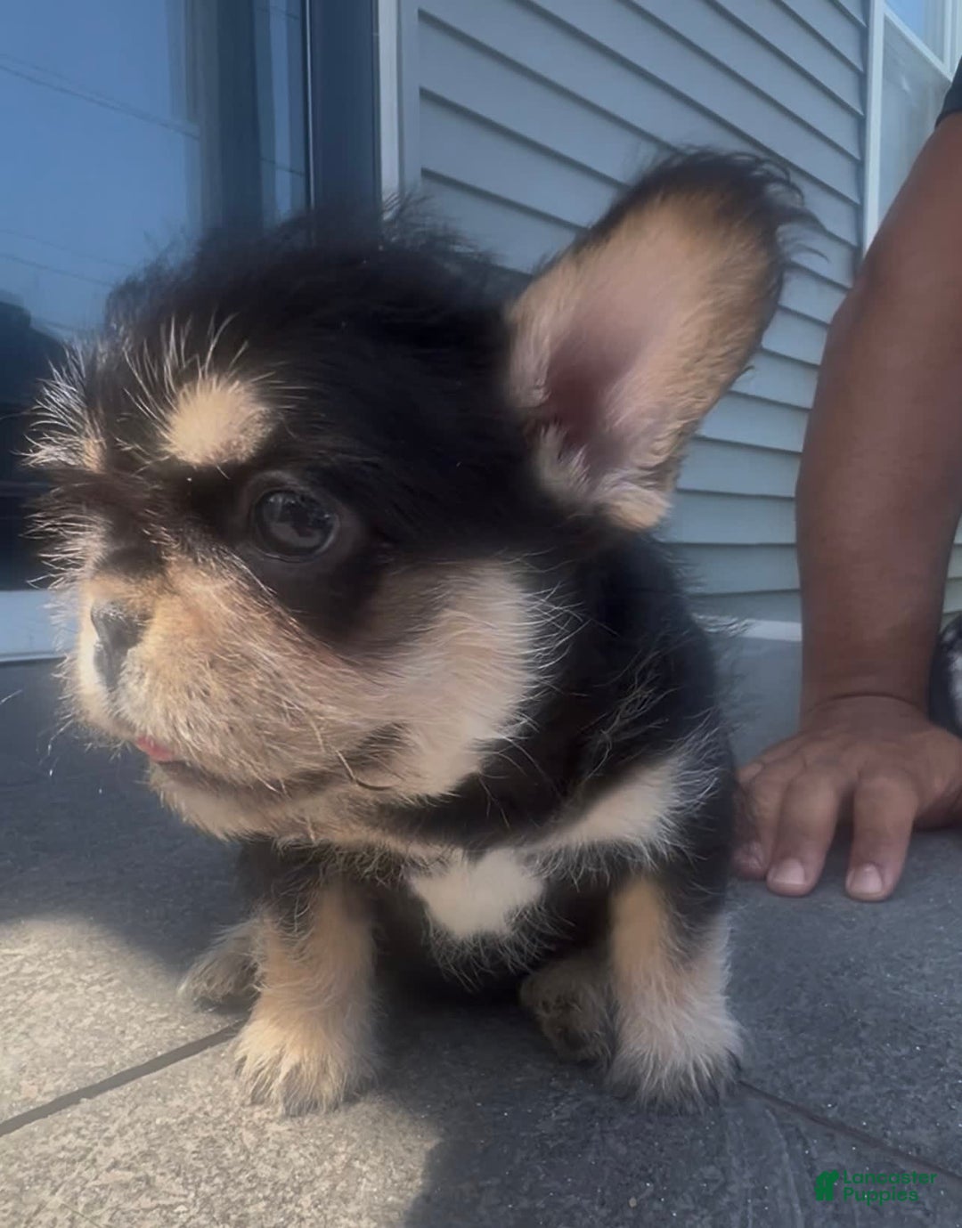 French Bulldog dogs for sale: Hay Wire - Image 7