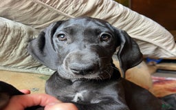 Great Dane dogs for sale: Darla - Image 4