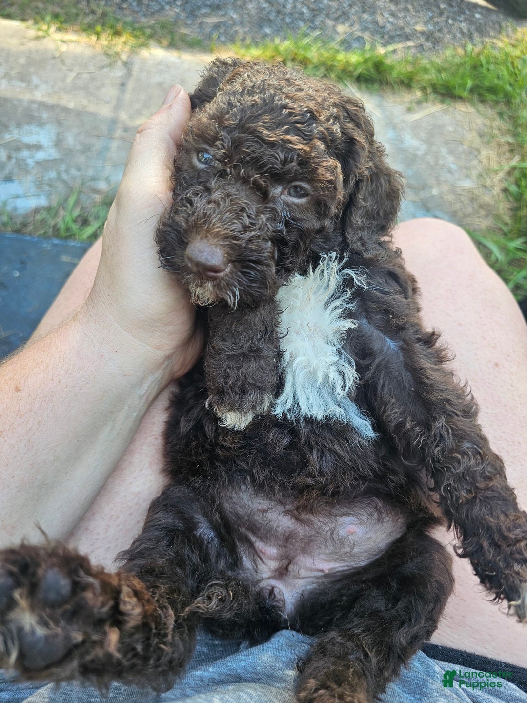 Standard Poodle dogs for sale: Aqua Girl - Image 3