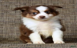 dogs for sale: Biscuit - Image 4