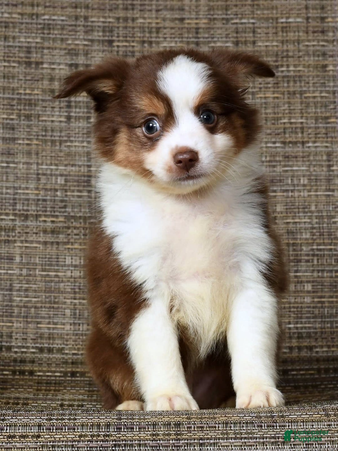  dogs for sale: Biscuit - Image 4