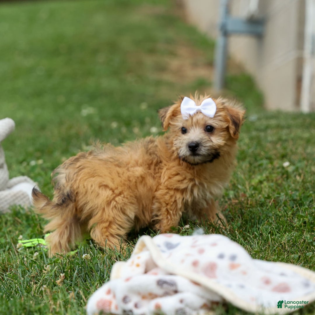 Yochon dogs for sale: Titus - Image 12