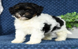 Havapoo dogs for sale: Cooper - Image 5