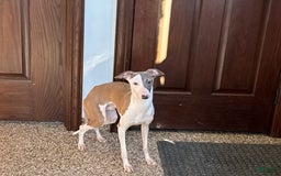 Italian Greyhound dogs for sale: Sammy - Image 3