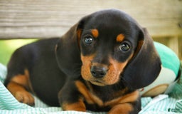 Miniature Dachshund dogs for sale: Heidi - Image 1