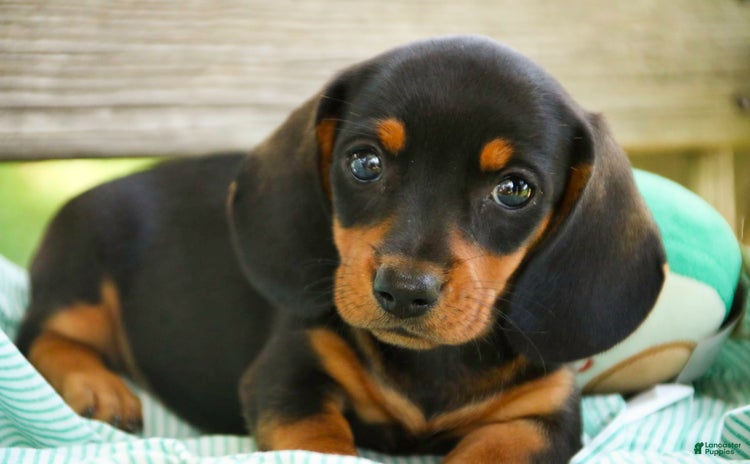 Miniature Dachshund dogs for sale - Ad 5