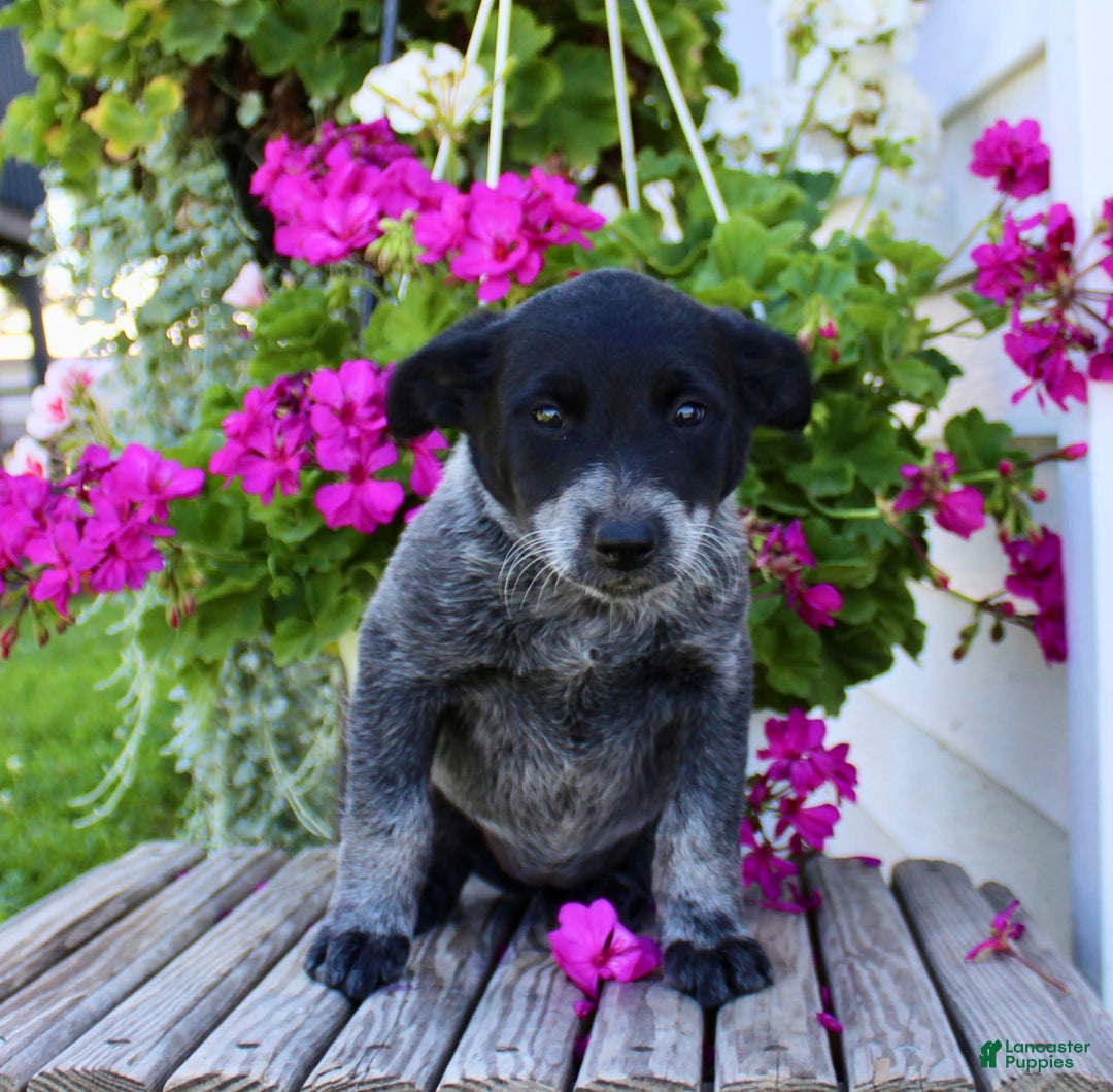 Australian Cattle Dog dogs for sale: Brenda - Image 6
