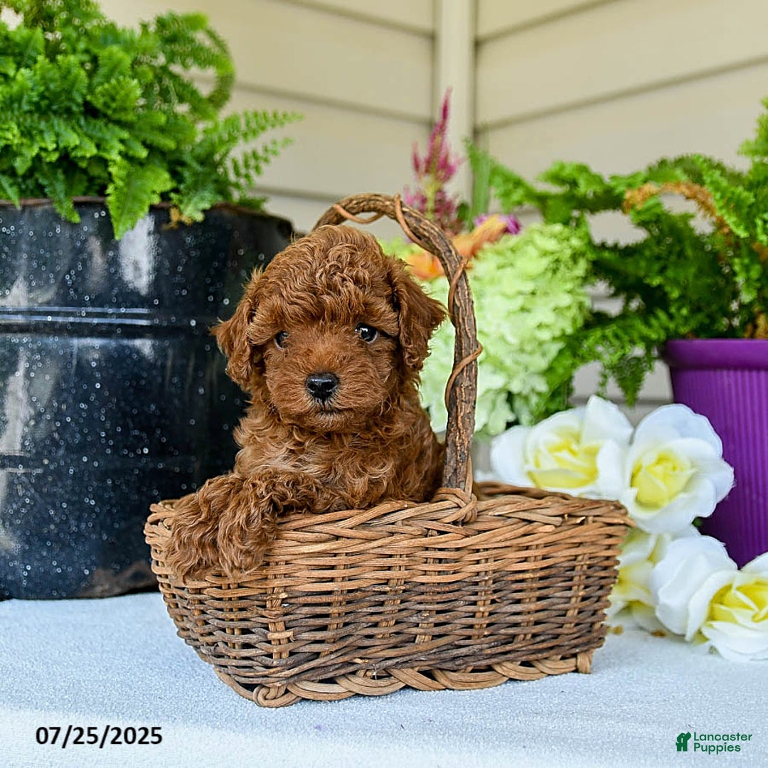 Toy Poodle dogs for sale: Happy - Image 1