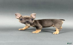 French Bulldog dogs for sale: French Bulldog 5 puppies - Image 8