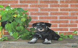 Miniature Schnauzer dogs for sale: Hellen Champion Blood - Image 3