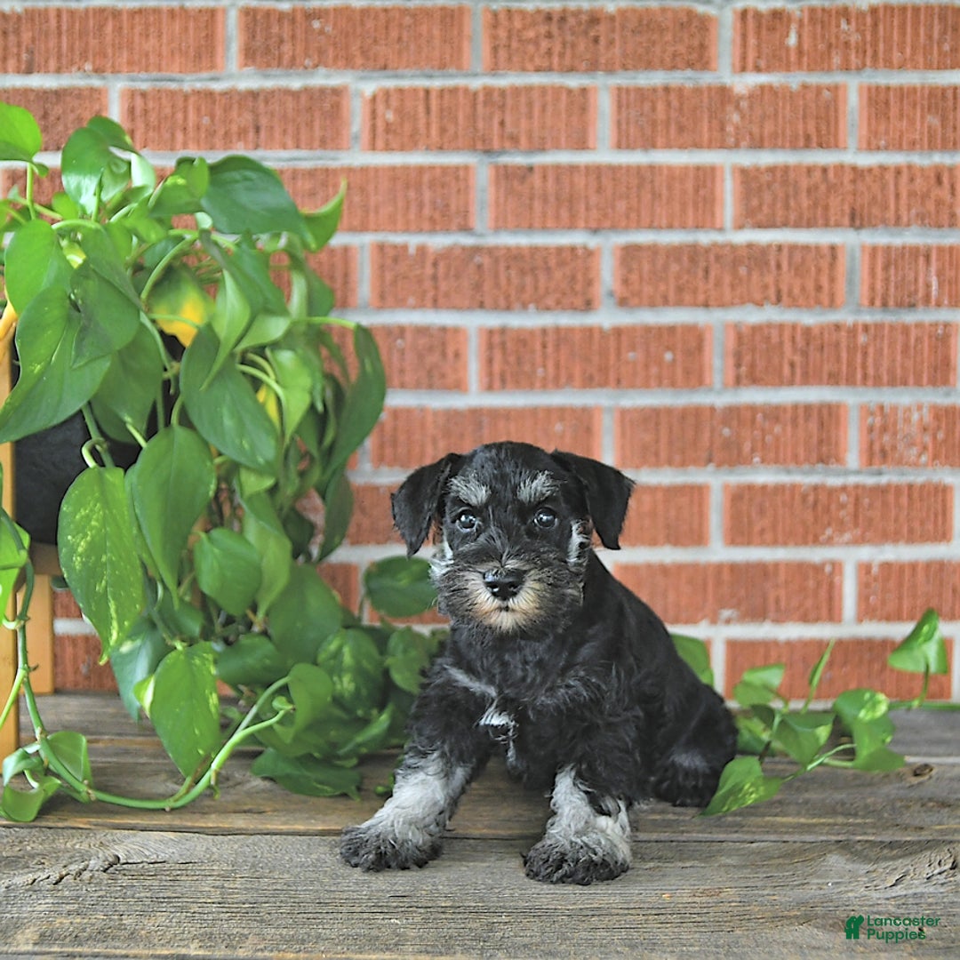 Miniature Schnauzer dogs for sale: Hellen Champion Blood - Image 3