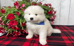 Samoyed dogs for sale: Fletcher - Image 1