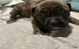 Mountain Cur dogs for sale: N/a - Image 2