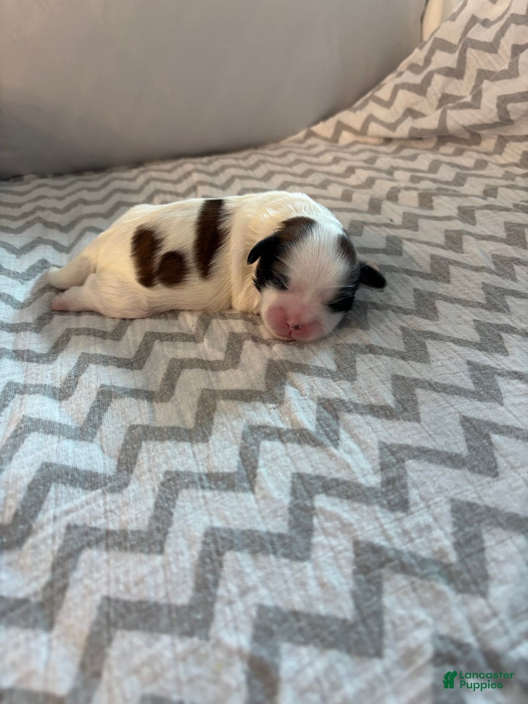 Teddy Bear dogs for sale: Monyee - Image 3