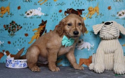 Golden Retriever dogs for sale: Rufus - Image 5