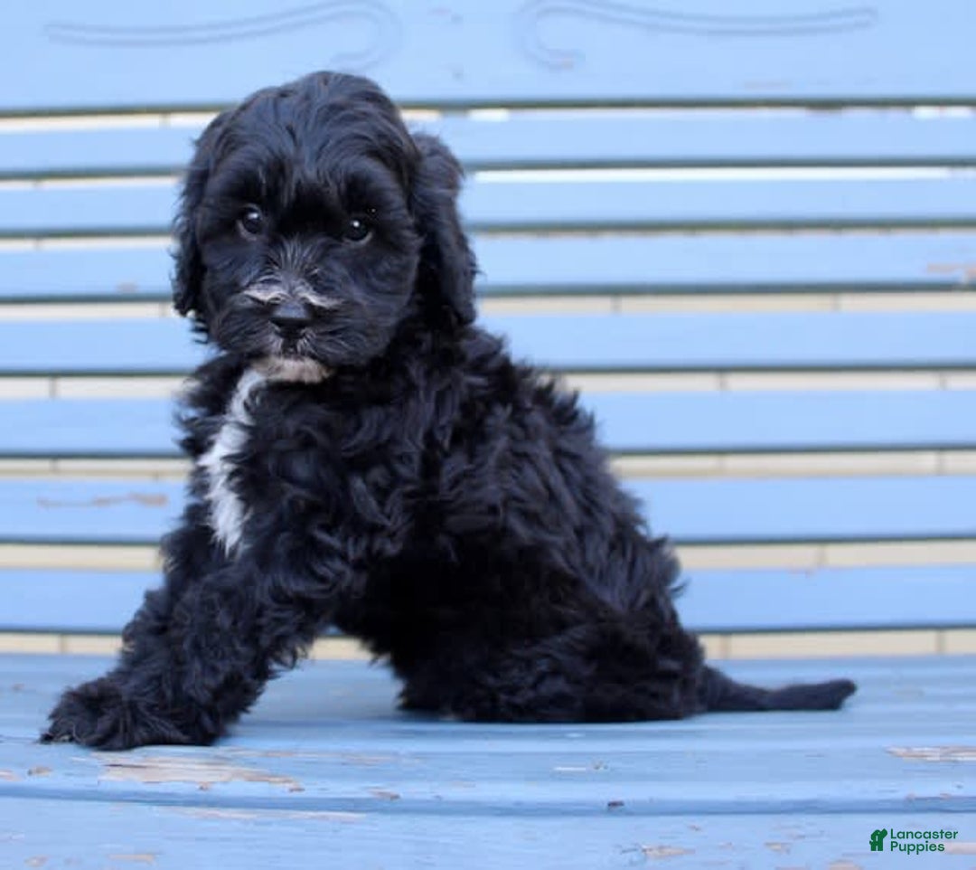 Shihpoo dogs for sale: Maggie - Image 1