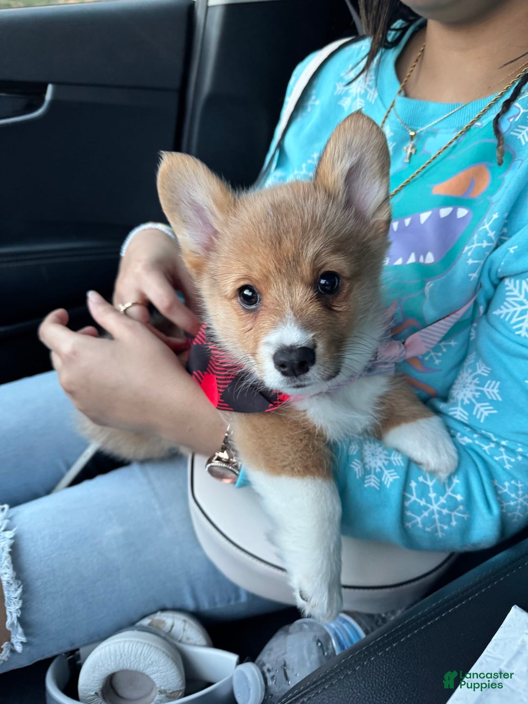 Welsh Corgi Pembroke dogs for sale: Punch - Image 4