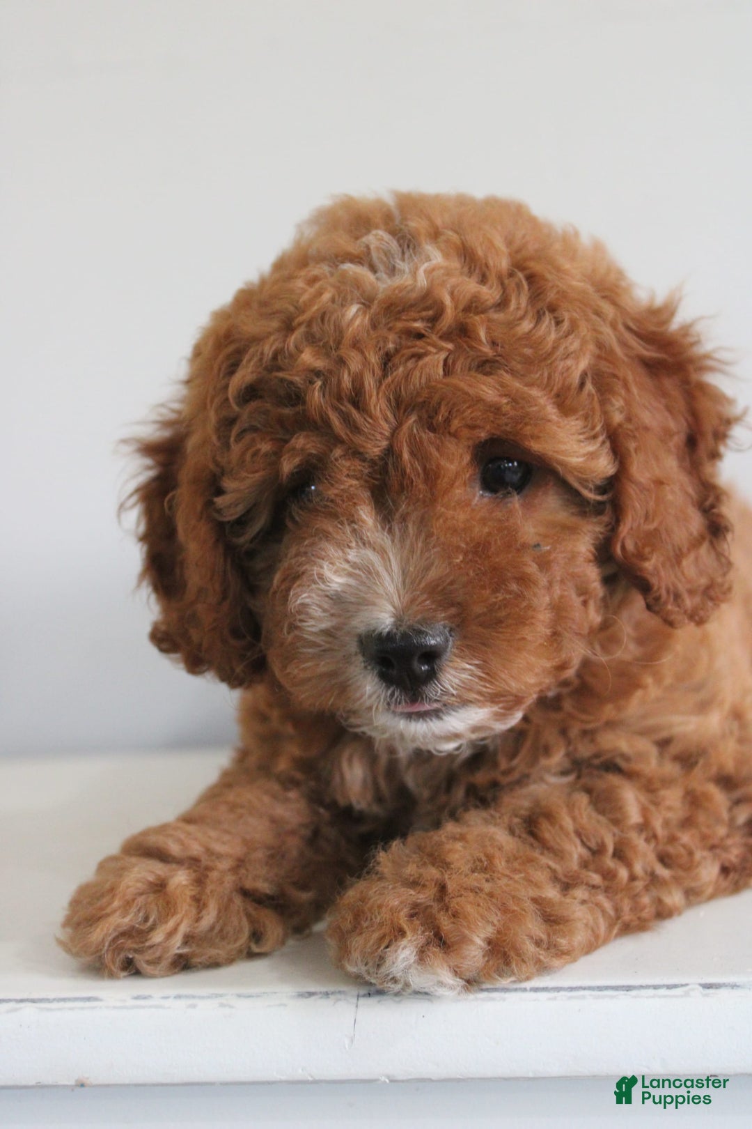 Cavapoo dogs for sale: Sage - Image 3