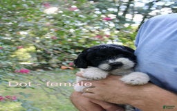  dogs for sale: Dot - Image 1