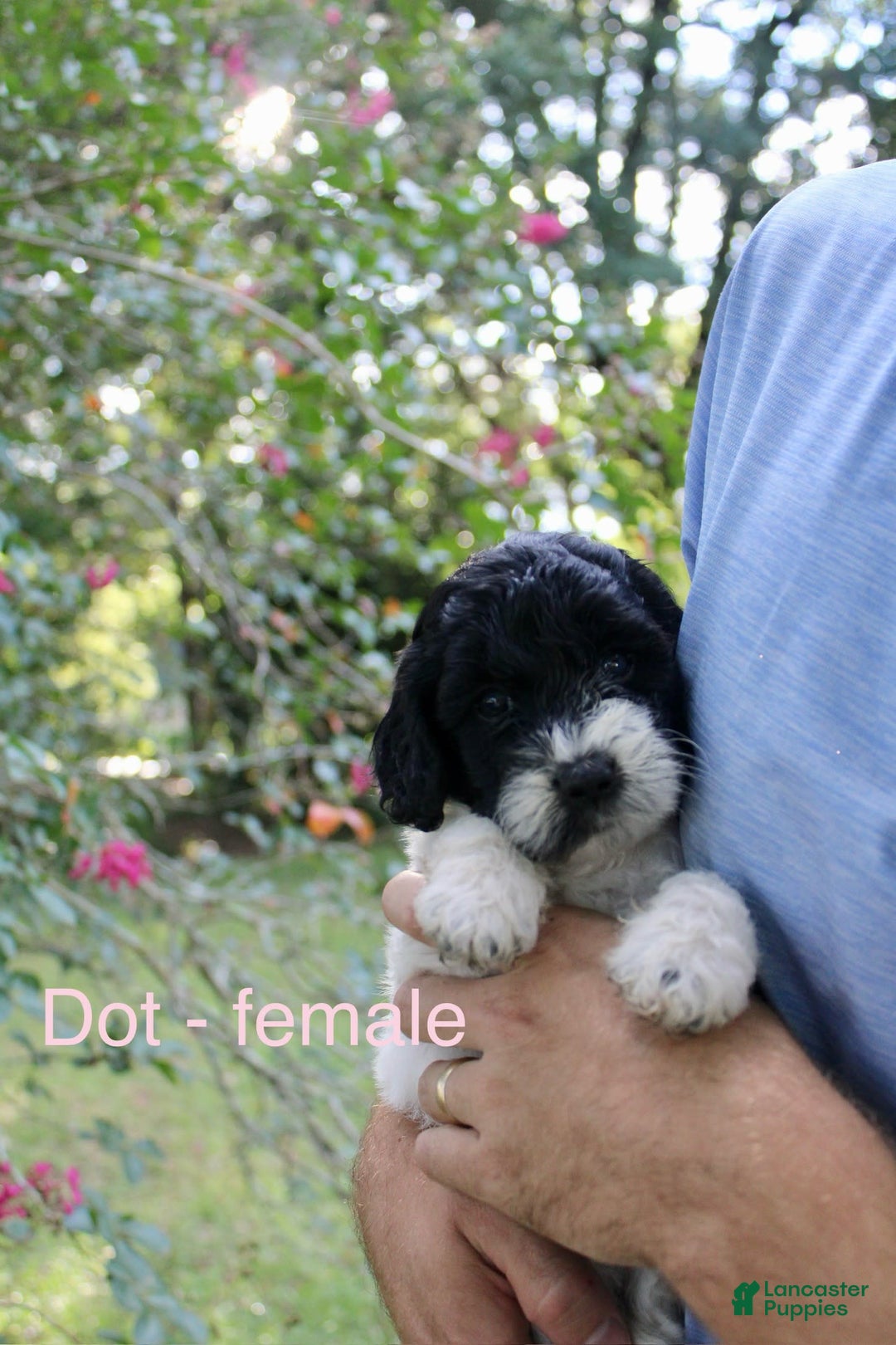  dogs for sale: Dot - Image 1