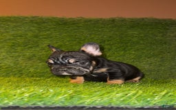 French Bulldog dogs for sale: Coco - Image 1
