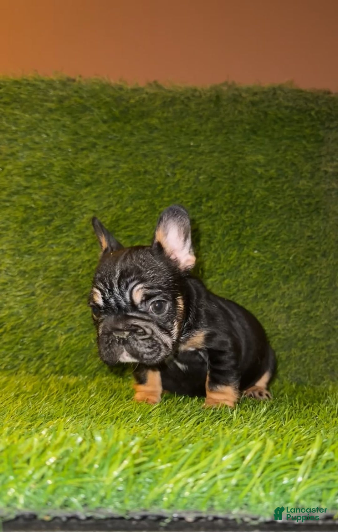 French Bulldog dogs for sale: Coco - Image 1
