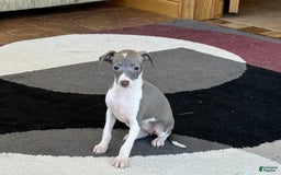 Italian Greyhound dogs for sale: KK - Image 7