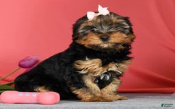 Yorkshire Terrier dogs for sale: Kylie - Image 1