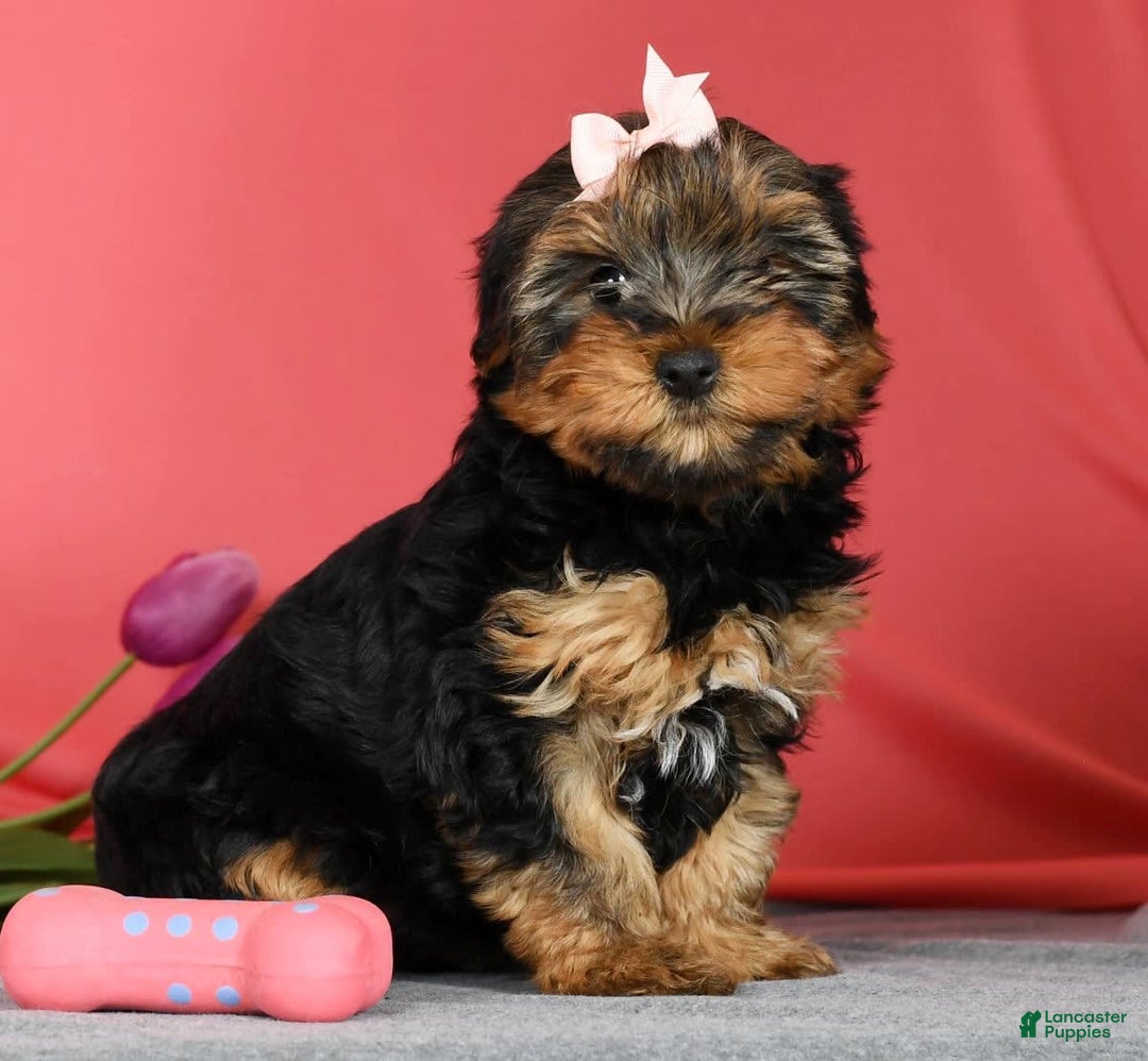 Yorkshire Terrier dogs for sale: Kylie - Image 1