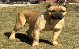 Cane Corso dogs for sale: Becca - Image 13