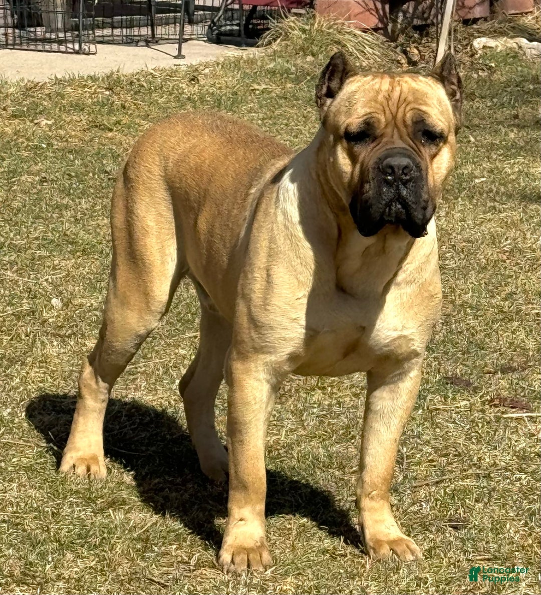 Cane Corso dogs for sale: Becca - Image 13