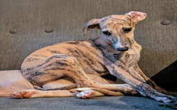 Whippet dogs for sale: Millie - Image 3