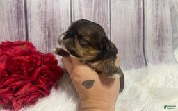 Shih Tzu dogs for sale: Cubby - Image 4