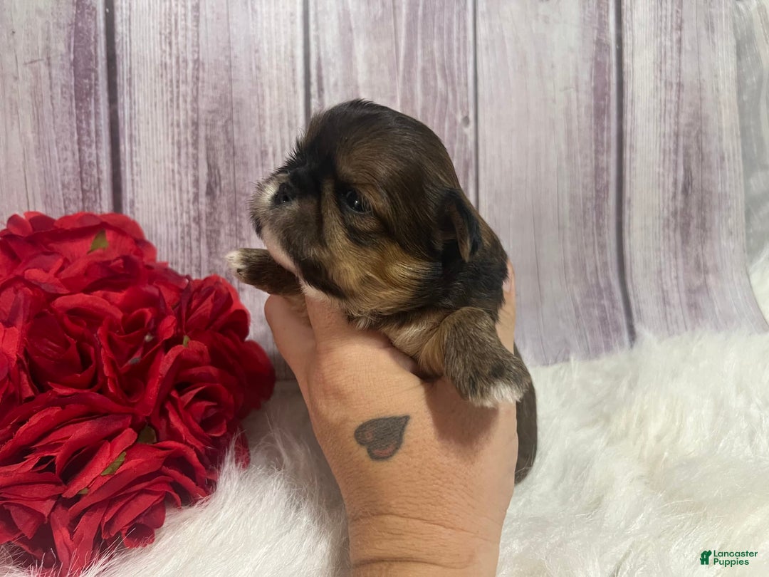 Shih Tzu dogs for sale: Cubby - Image 4