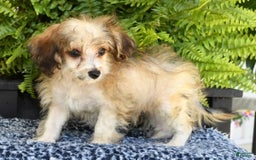 Havapoo dogs for sale: Owen - Image 4