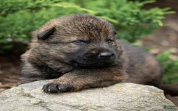 German Shepherd dogs for sale: Axel - Image 1