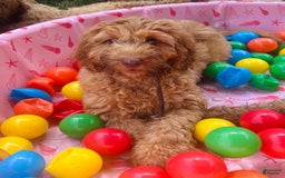 Goldendoodle dogs for sale: Wyatt - Image 2