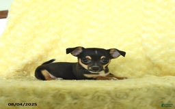 Chihuahua dogs for sale: Buster - Image 2