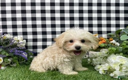 Morkie dogs for sale: Champ - Image 6