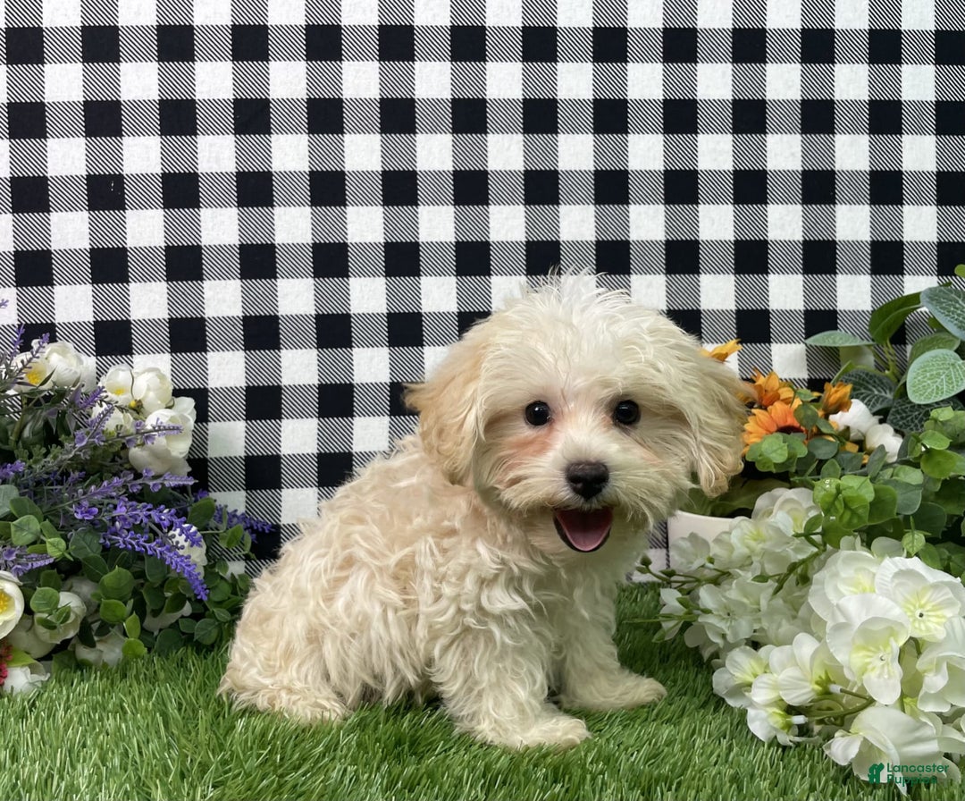 Morkie dogs for sale: Champ - Image 6