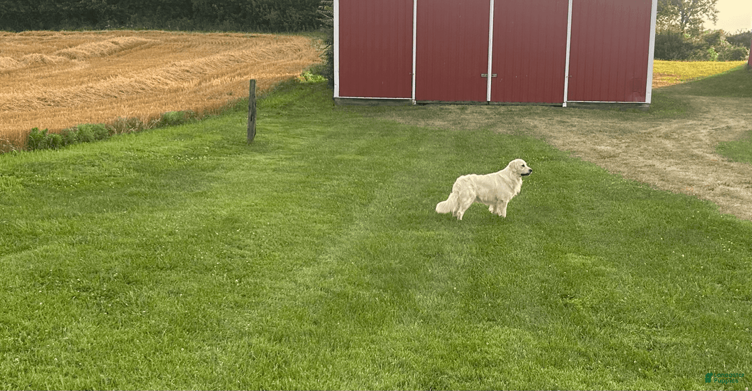 Golden Retriever dogs for sale: Jade - Listing for pets: Poppy, Biscuit, Violet, Mia, Sky, Belle, Ember, Jade - Image 3