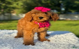 Goldendoodle dogs for sale: Milly - Image 5