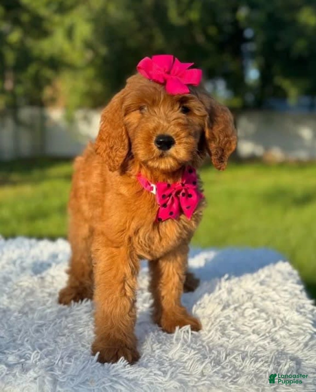 Goldendoodle dogs for sale: Milly - Image 5